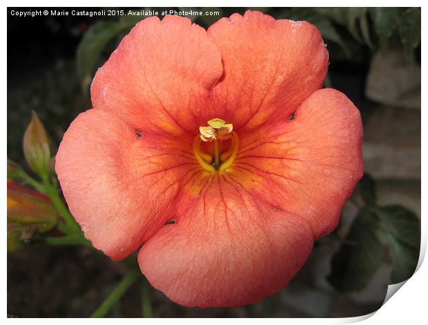  Pomegranate Flower Print by Marie Castagnoli