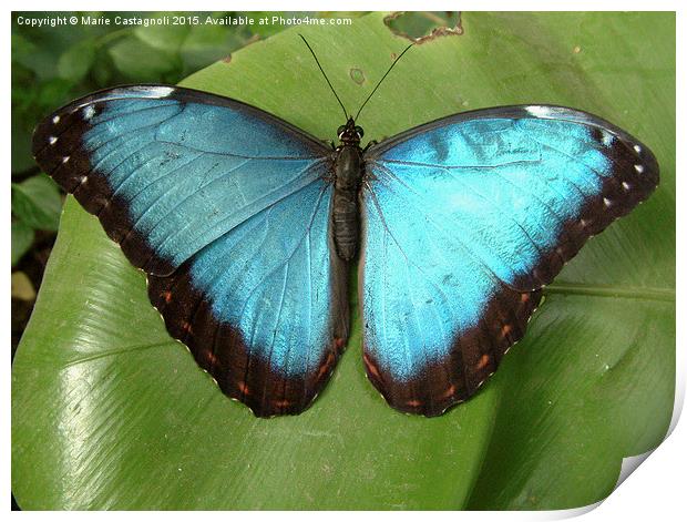  Blue Morpho Butterfly Print by Marie Castagnoli