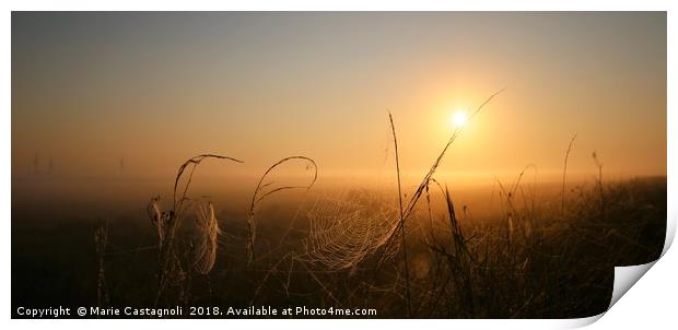 Golden Sun Web Print by Marie Castagnoli