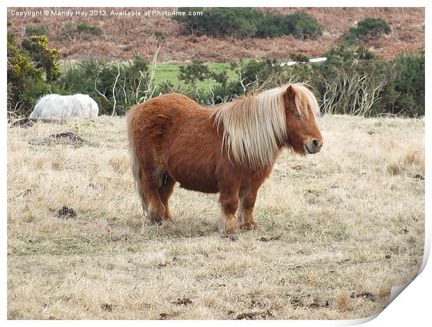 Shetland Pony Print by Mandy Hay