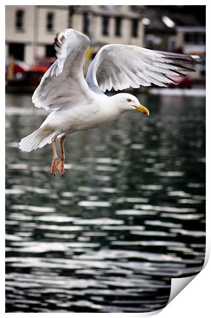 Seagull in Fight Print by Paula Puncher