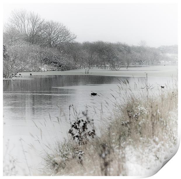 Marsh in snow Print by Paula Puncher