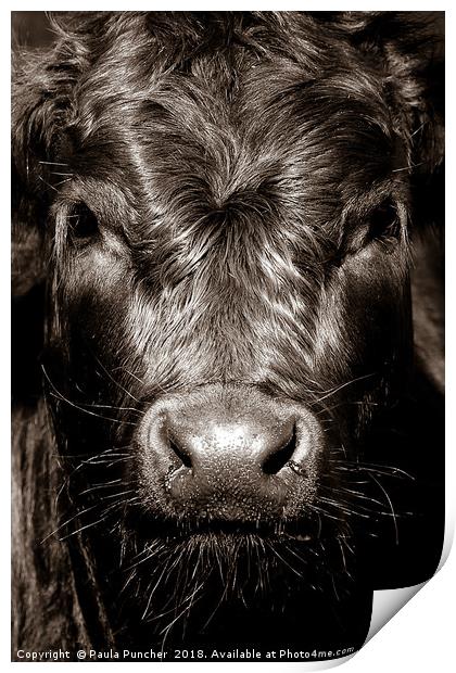 Cow Face  Print by Paula Puncher