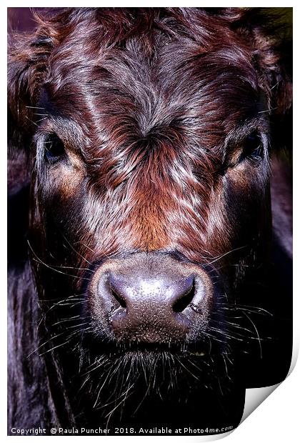 Staring Cow Print by Paula Puncher