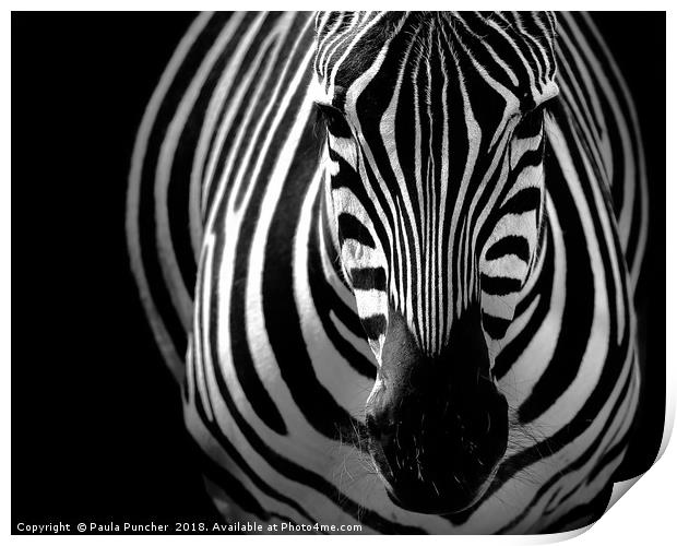 Zebra portrait Print by Paula Puncher