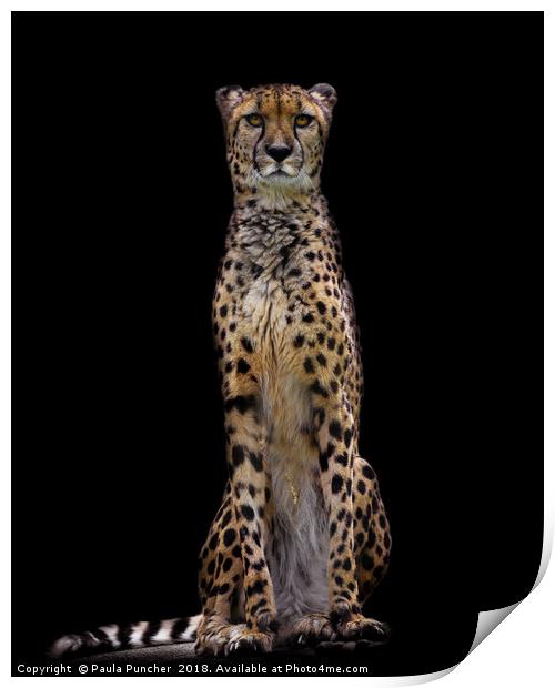 Cheetah Print by Paula Puncher