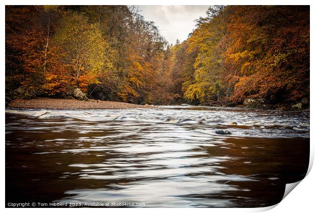 autumn colours, trees, river, Print by Tom Hibberd