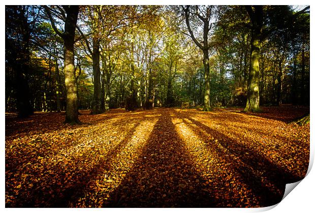 Autumnal gold Print by Tom Hibberd