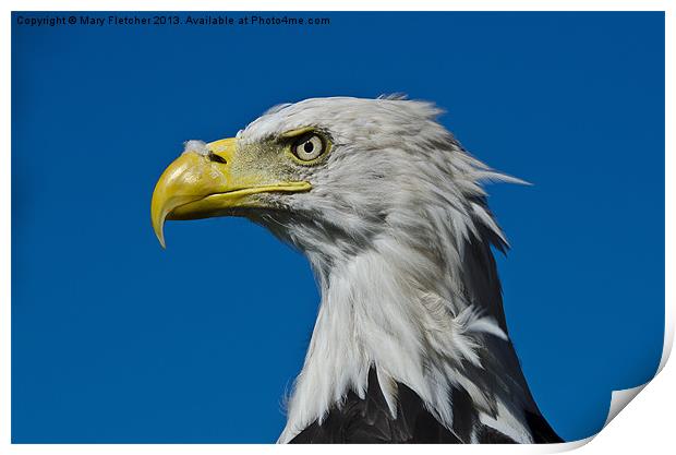 Bald Eagle Print by Mary Fletcher