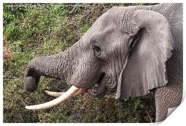 Amboseli Elephant Print by Mary Fletcher