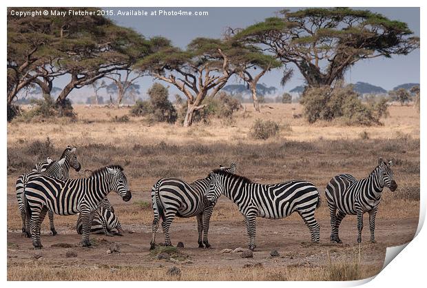  Zebras relaxing in Kenya Print by Mary Fletcher