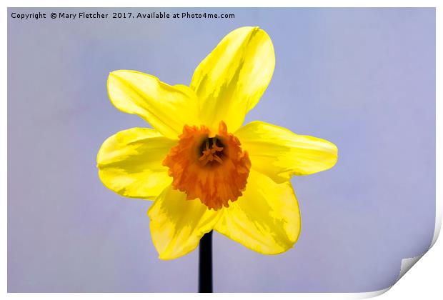 Daffodil Print by Mary Fletcher