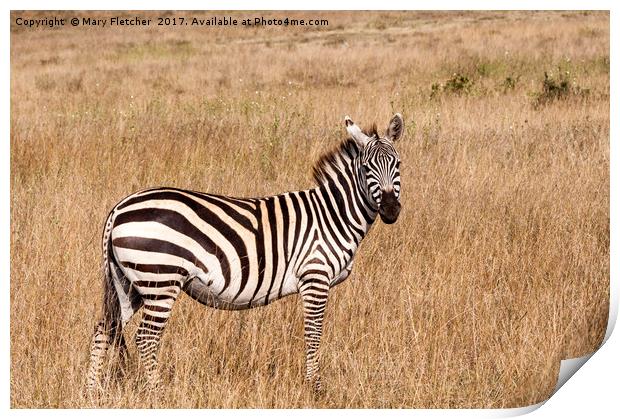Lone Zebra Print by Mary Fletcher