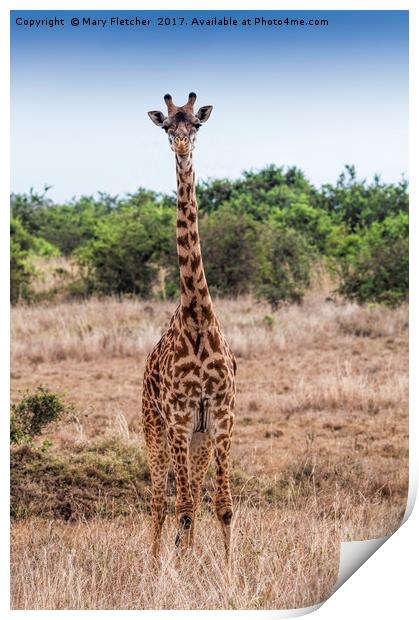Giraffe Print by Mary Fletcher