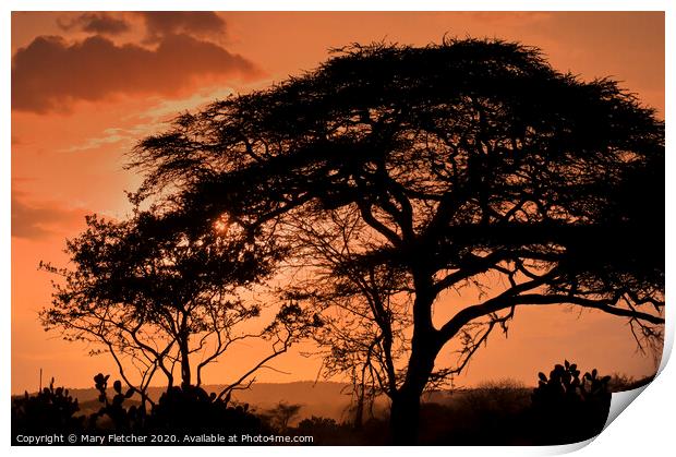 Acacia Tree at sunset Print by Mary Fletcher