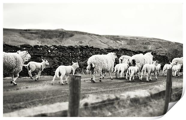 Sheep in the Dales Print by James  Hare