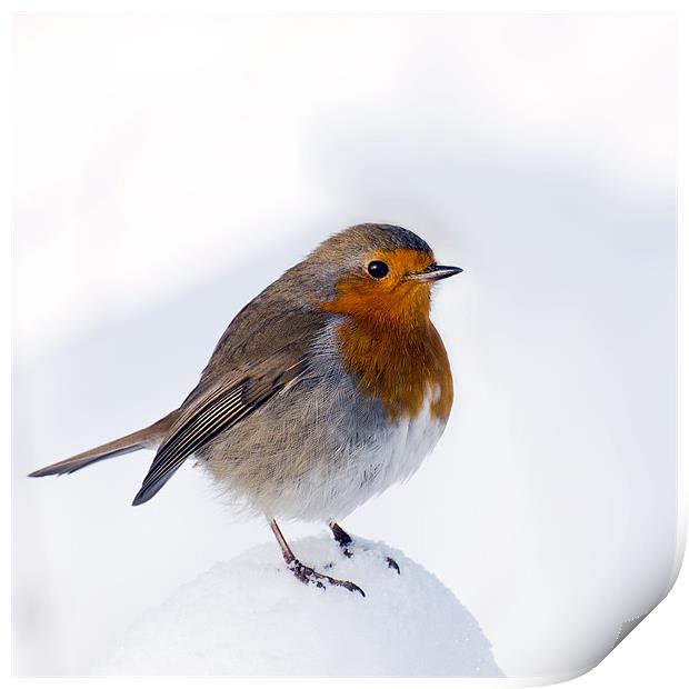 A Snowy Perch for Robin Print by Pauline Lewis