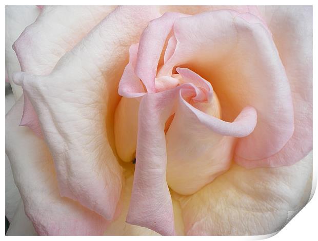 Pink rose Print by Rhoda Howie