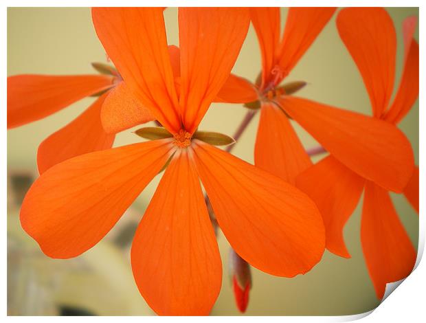 orange blossom special Print by Rhoda Howie