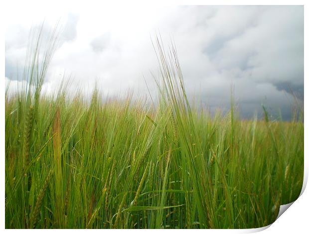 Storm clouds over barley field  Print by Rhoda Howie