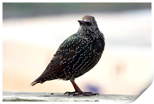 Beautiful little Starling Print by Hippy Soul