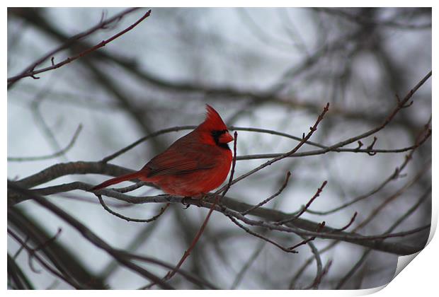 Northern Cardinal Print by stacey meyer