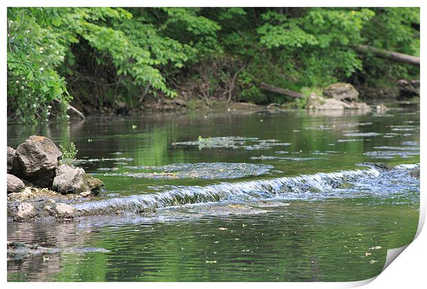 Trout Stream Print by stacey meyer