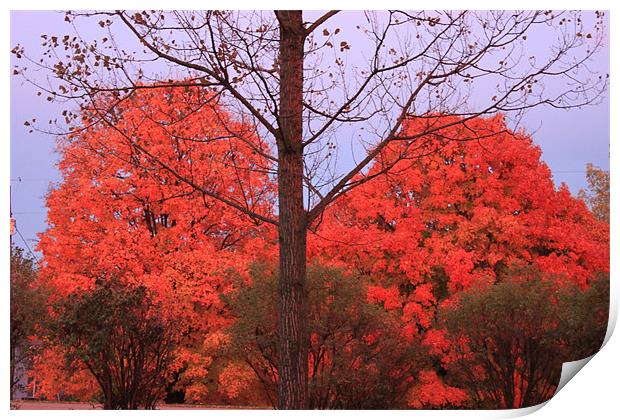 Fall Color Print by stacey meyer