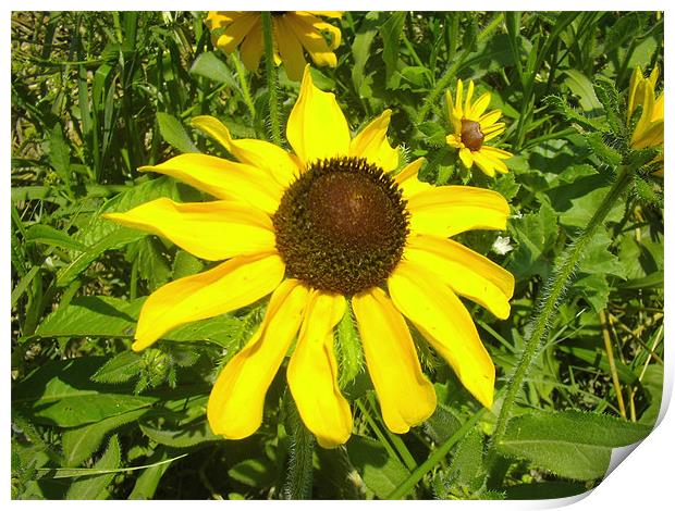 Black-eyed Susan Print by stacey meyer