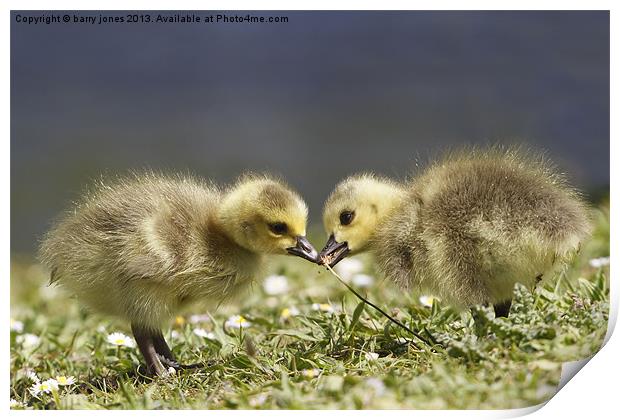 Spring geese Print by barry jones