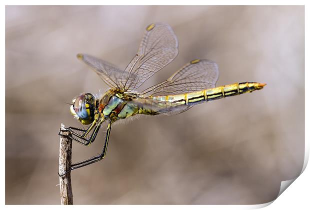 dragonfly Print by Kelvin Rumsby