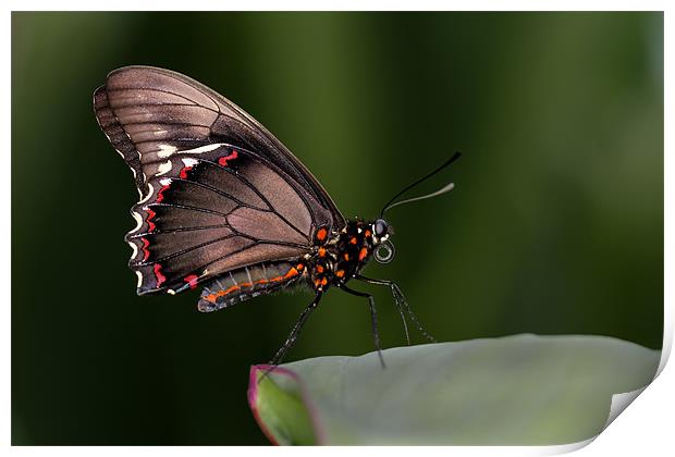 brown butterfly Print by Kelvin Rumsby