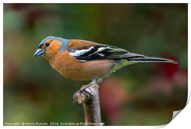 Chaffinch Print by Kelvin Rumsby
