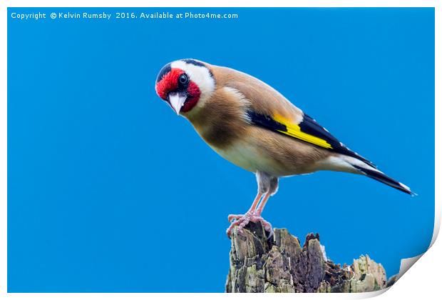 goldfinch Print by Kelvin Rumsby