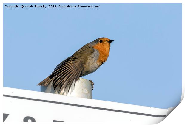 Sign robin Print by Kelvin Rumsby
