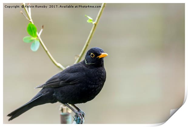 blackbird on wire Print by Kelvin Rumsby