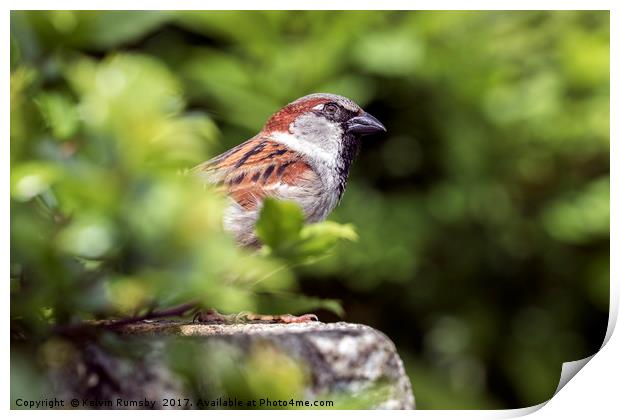 male house sparrow Print by Kelvin Rumsby