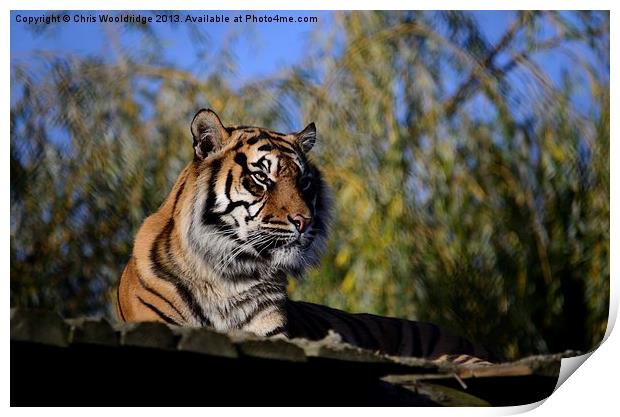 Posing Tiger Print by Chris Wooldridge