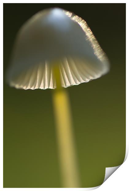 Mycena epipterigya Print by Maxim van Asseldonk