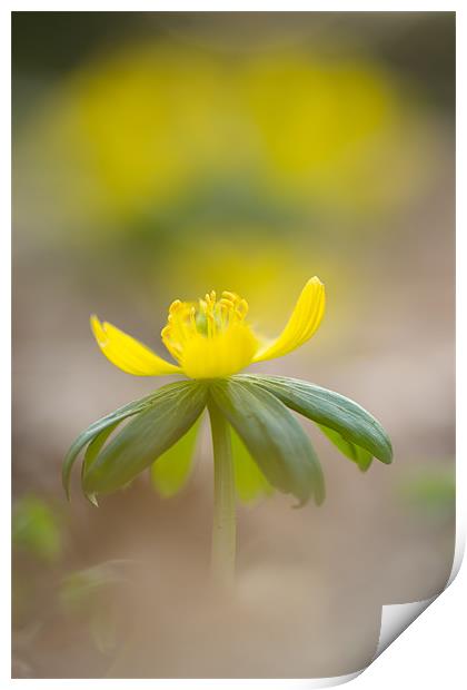 Eranthis hyemalis Print by Maxim van Asseldonk