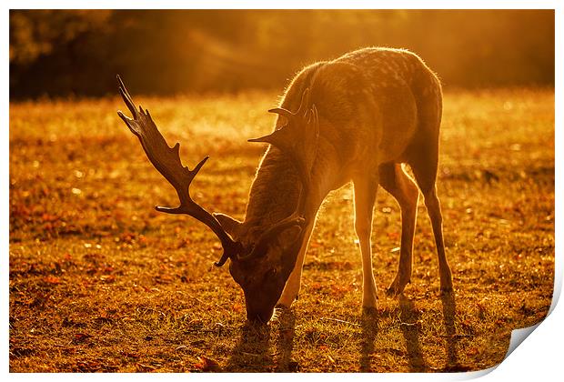 Sussex Deer at Sunrise Print by sam moore