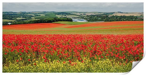 Poppy Field in Sussex Print by sam moore