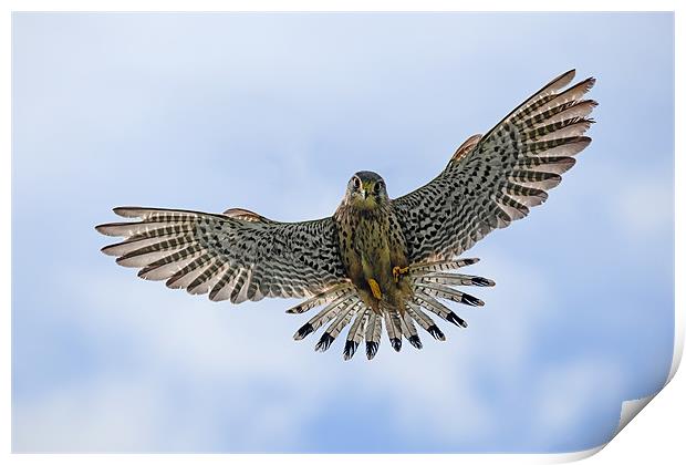 Kestrel about to pounce Print by Ian Duffield