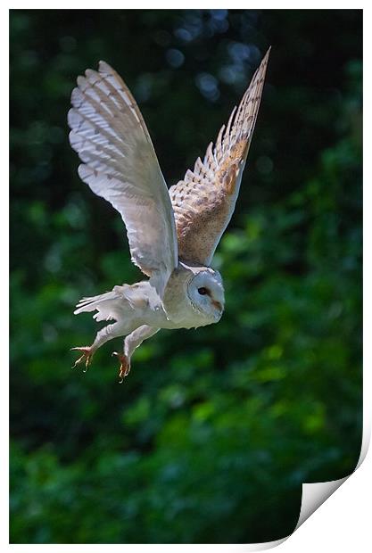 Barn Owl Passing Print by Ian Duffield