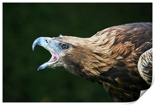 Golden eagle says "Dont mess with me" Print by Ian Duffield