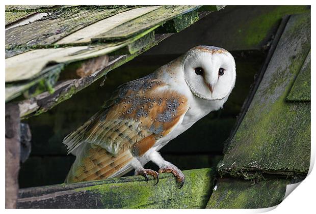 Barn owl peering out Print by Ian Duffield