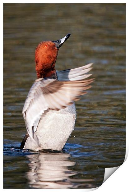 Male Pochard says "Applause please" as he stands i Print by Ian Duffield