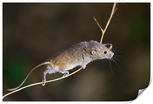 Harvest Mouse Highwire Act Print by Ian Duffield