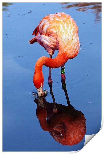 Flamingo reflection Print by Ian Duffield