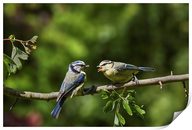 Blue tit feeding youngster Print by Ian Duffield